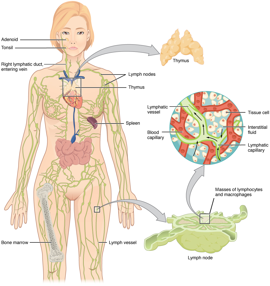 Lymphatic_System